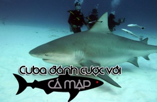 Cuba đánh cược với… cá mập