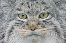 CLIP: Mèo rừng “hiếm có khó tìm” sống trên đỉnh Everest