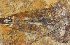 Bọ cạp thủy quái dài 1,1 m 'hiện hình' nguyên vẹn sau 303 triệu năm