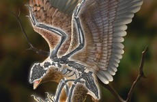 Trung Quốc: Chim mang đầu T-rex 'hiện nguyên hình' từ cõi chết