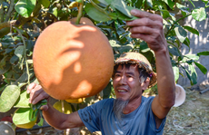CLIP: Trồng loại trái cây đặc sản, gia đình nông dân kiếm nửa tỉ đồng mỗi vụ Tết