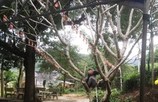Phú Yên: 3 con Voọc chà vá quý hiếm vào chùa xin ăn