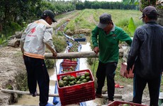 Trái cây mong manh được - mất
