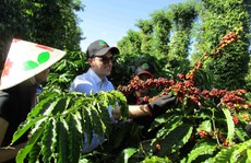 Nâng giá trị cà phê Việt