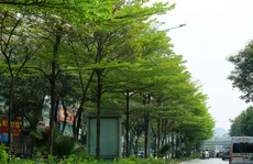 Hà Nội thí điểm bổ sung cây xanh ở phố cổ