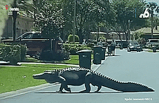 Hết hồn cá sấu khủng “đi dạo” trong khu dân cư