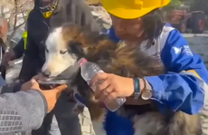 CLIP: Giải cứu chú chó mắc kẹt 22 ngày dưới đống đổ nát động đất ở Thổ Nhĩ Kỳ