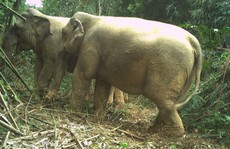 Phát hiện 2 voi rừng tại Vườn Quốc gia Vũ Quang