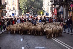 Video: 2.000 con cừu vào thủ đô Madrid để biểu tình