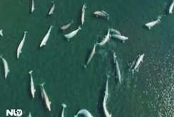 Clip đàn cá heo trắng khổng lồ cực quý hiếm