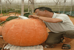 Phóng sự: Những trái cây “độc - lạ - khủng” ở Lễ hội Trái cây Nam Bộ