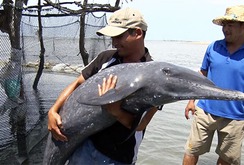 Giải cứu cá heo ở Vũng Tàu