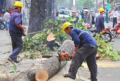 Báo chí quốc tế viết về vụ chặt cây xanh ở Hà Nội