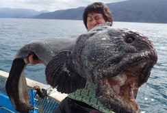 Phát hiện "thủy quái" kỳ dị, đột biến ở biển Fukushima