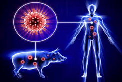 Bản tin NLĐ ngày 30-12: Phát hiện virus cúm heo mới có thể lây cho người, gây đại dịch