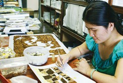 Phóng sự: Độc đáo tranh làm từ bướm