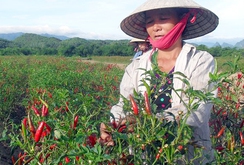 Nông dân Lâm Đồng trúng đậm mùa ớt, hành lá