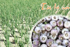 Tỏi Lý Sơn xuất ngoại