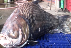 Cá hô “khủng” nặng 118 kg từ Campuchia về TP HCM