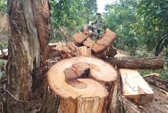 Rừng Gia Lai vẫn tiếp tục bị tàn phá