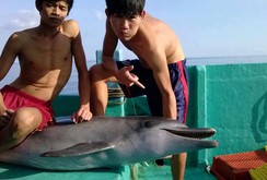 Bản tin NLĐ ngày 15-11: Xác định nhóm ngư dân xẻ thịt cá heo ngay trên tàu