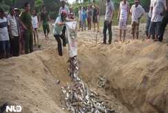 Thừa Thiên - Huế: Cá biển lờ đờ, cá nuôi chết hàng loạt