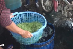 Bản tin NLĐ ngày 12-9: Hóa chất bẩn sử dụng tràn lan