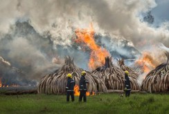 Kenya đốt ngà voi, sừng tê giác trị giá 172 triệu USD