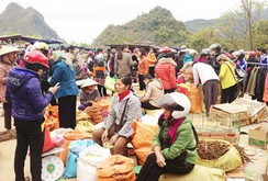 Lai Châu đắt đỏ hơn Hà Nội
