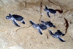 Phóng sự: "Đỡ đẻ" cho rùa biển Hòn Cau