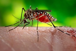 Ca tử vong đầu tiên liên quan đến virus Zika