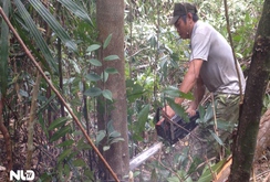 Thanh tra các dự án liên quan đến rừng ở Phú Yên