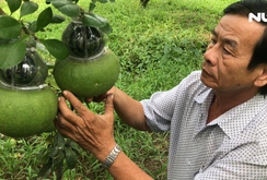 6.000 trái bưởi hồ lô phục vụ Tết Mậu Tuất