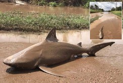 Cá mập xuất hiện trên phố ở Australia