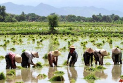 Bản tin đặc biệt cuối tuần 14-1: Myanmar - đối thủ cạnh tranh xuất khẩu gạo với Việt Nam