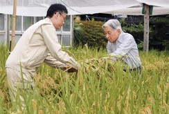 Clip: Nhà vua và Hoàng hậu Nhật Bản trồng lúa, nuôi tằm