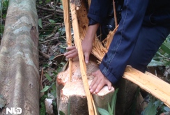 Phú Yên: Dự án nuôi bò “nuốt” hàng trăm hecta rừng