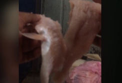 Phóng sự: Hãi hùng với suất ăn công nghiệp