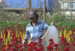 Ghi nhanh: Làng hoa ven Sài Gòn vào vụ Tết