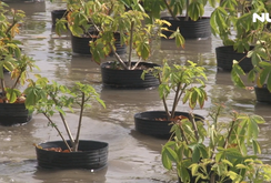 Vựa hoa Tết lớn nhất ĐBSCL đang bị nước lũ đe dọa