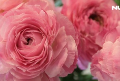 Ghi nhanh: Hoa Nhật Bản khổng lồ “hớp hồn” phái đẹp dịp 8-3