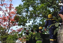 Nghẹt thở giải cứu cô gái ngáo đá leo ngọn cây