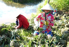 Thúc đẩy xuất khẩu nông sản chính ngạch sang Trung Quốc