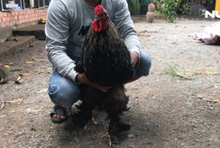 Ngắm gà khổng lồ nặng hơn 10kg