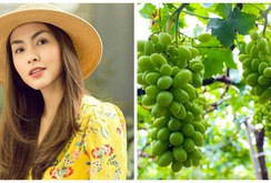Tăng Thanh Hà khoe khu vườn bình yên trĩu quả Tăng Thanh Hà khoe khu vườn bình yên trĩu quả