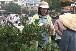 Ghi nhanh: Hoa xuân muôn sắc, muôn màu xuống phố đón xuân