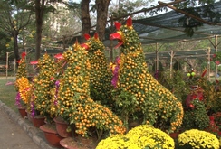 Ghi nhanh: Chó tắc kiểng độc đáo chào Xuân Mậu Tuất