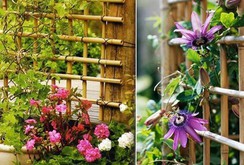 Vườn đứng: Giải pháp hoàn hảo trong không gian nhỏ Vườn đứng: Giải pháp hoàn hảo trong không gian nhỏ