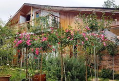 Mê mẩn khu vườn hoa hồng đẹp như mơ ở Đà Lạt Mê mẩn khu vườn hoa hồng đẹp như mơ ở Đà Lạt