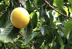 Ghi nhanh: Lạ lùng vú sữa màu vàng óng, cho trái quanh năm